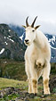 [Mountain goat and clouds] - mountain goat, cloudy mountains, meadow